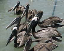 Pelicans in the Gulf of Mexico in Corpus Christi, Texas
